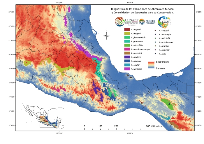 Distribución potencial de las Abronias de México. Elaborado Por Vida Silvestre Coatl A.C. como parte del Proyecto Abronia 2015.